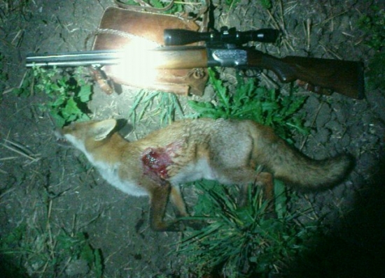 vulpes...