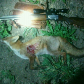 vulpes...