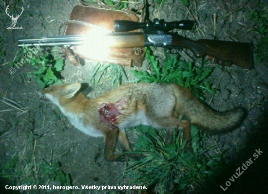 vulpes...