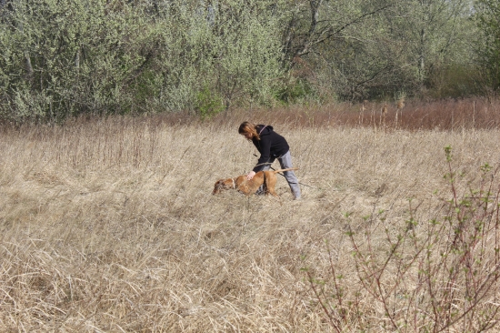 Trening vystavovania