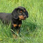 Iris :)