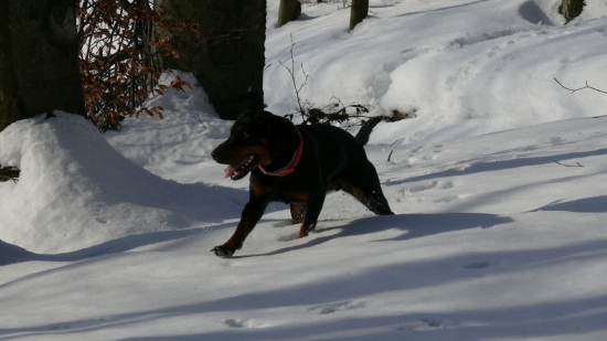 Iris z Libeníčka, 11 měsíců