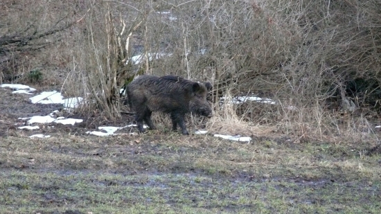 Bachyňka :)