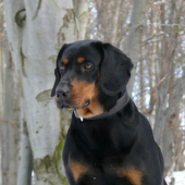 Iris z Libeníčka
