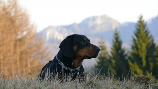 Iris z Libeníčka, v pozadí Vršatec