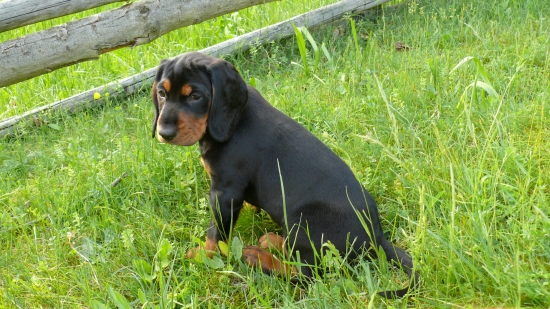 Pety z Čerešňovej