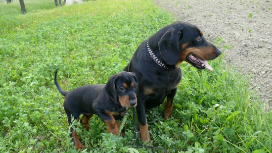 Pety z Čerešňovej a Iris z Libeníčka