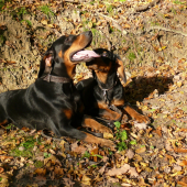 Iris a Pety
