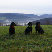 Iris, Aida, Arga