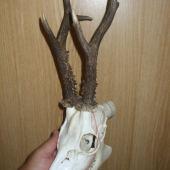 Tohtoročny 2011 III