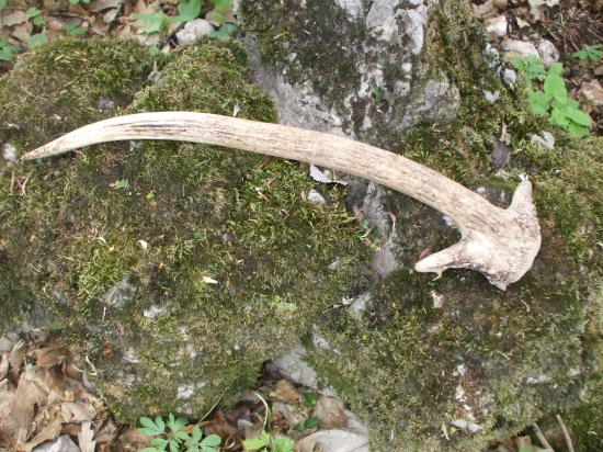 Starší ale zaujímavý