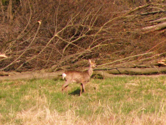 Raňajky.