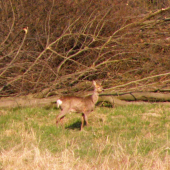Raňajky.