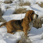 Bodka