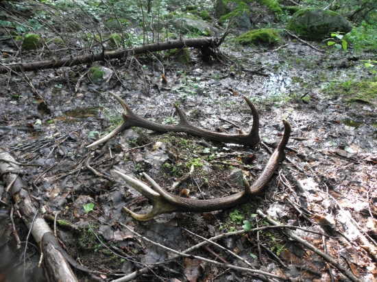 Šťastie na hubách