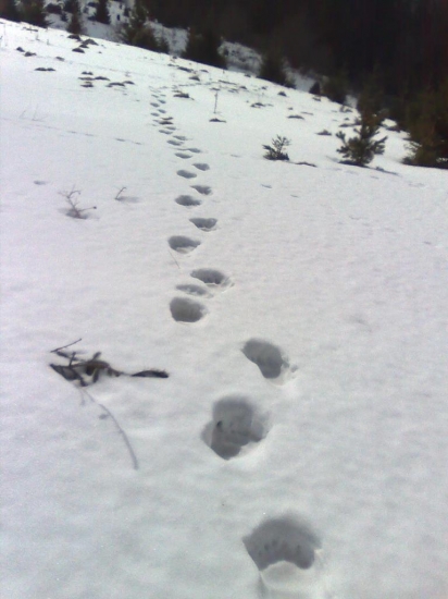 Macko 2009 , Poľana