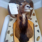 Muflón