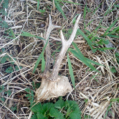 Na dnešnej prechádzke