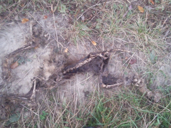 Líška bohužial mrtva