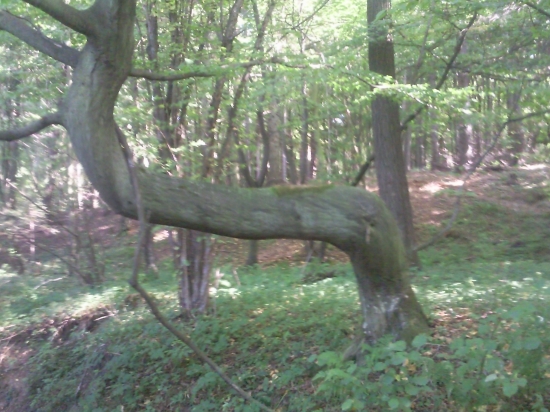 Taky pekny stromček