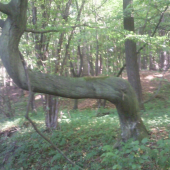 Taky pekny stromček