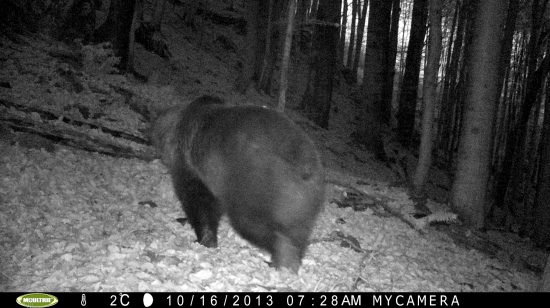 Dominantný maco v pralese