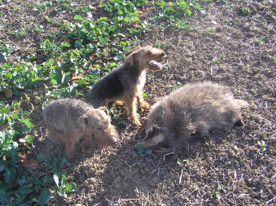 Těžká práce norníků