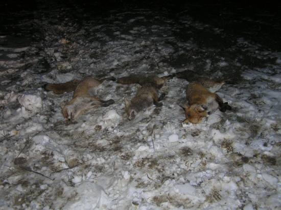 Norování v bažantnici