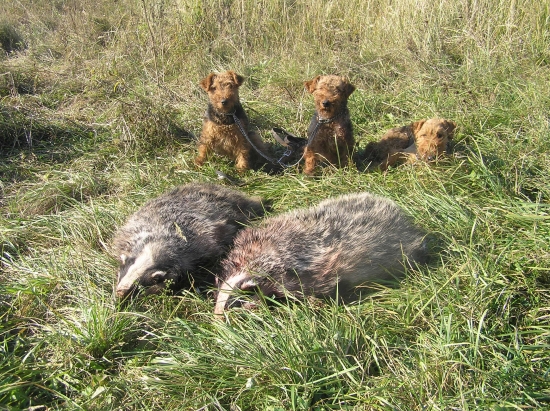Norování u bažantnice