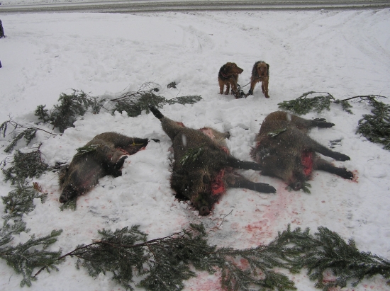 naháňka 30.12.2011