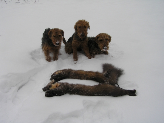 Tlumení škodné v bažantnici