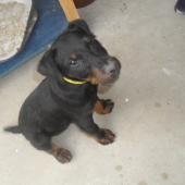 arko