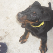 Arko2
