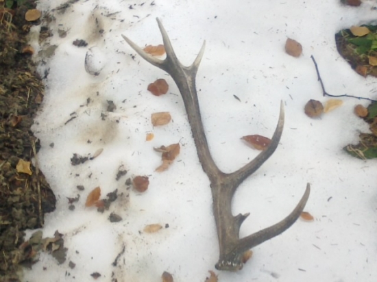 vlanajší dvanactorak