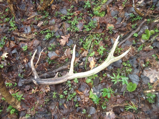 ked bohina DIANA  priala