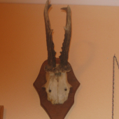 trofej