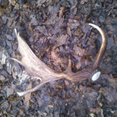 Celkom pekná lopatka :D