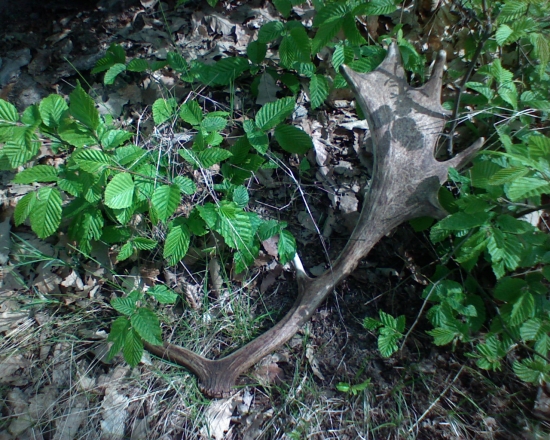 Taká menšia lopatka