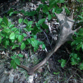 Taká menšia lopatka