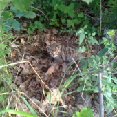 Raňajšia prechádzka.