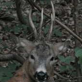 Raritní srnec