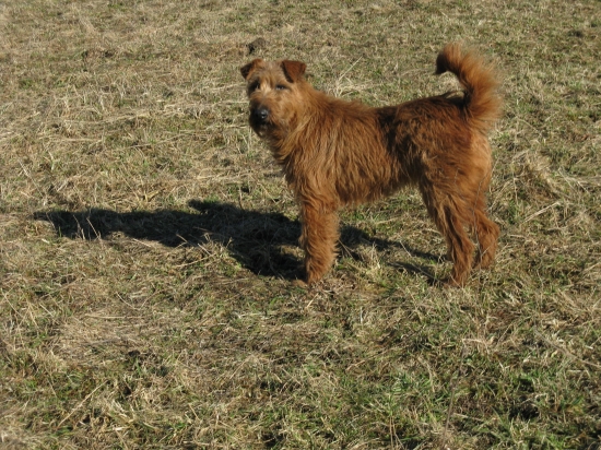 čuču - irsky terier