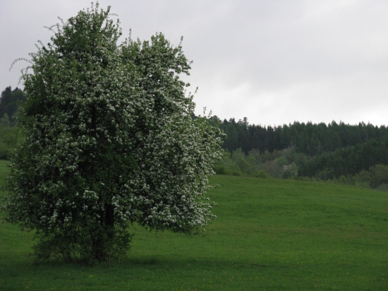 hruska