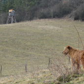 čuču
