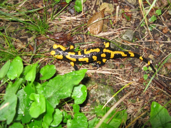 salamandra skvrnita