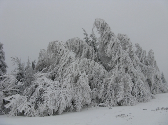 zamrznute stromy