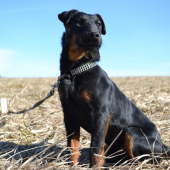 jagdterrier