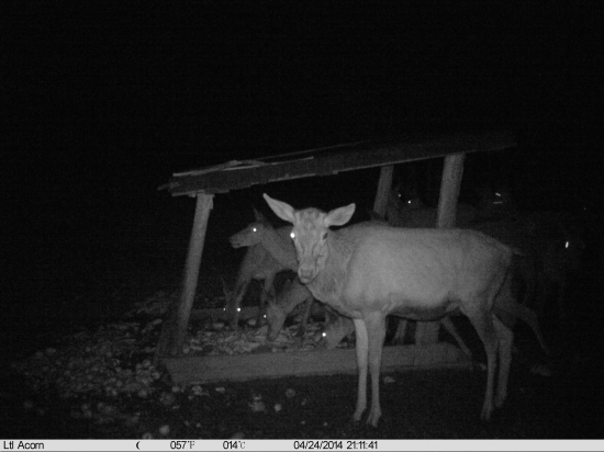 bezočivec už zhodený