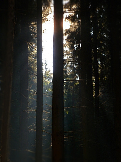 SUN BEHIND A TREE