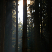SUN BEHIND A TREE